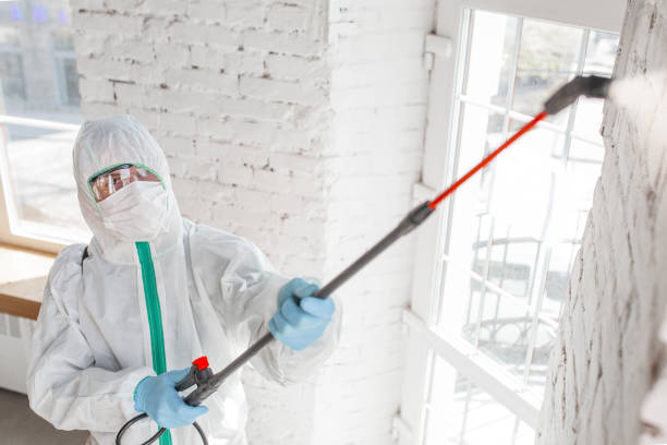 Reliable Mccalla, AL Mold Removal Solutions