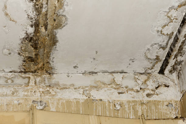 Forensic Mold Investigation in Mccalla, AL