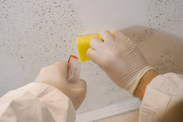 Best Basement Mold Removal  in Mccla, AL