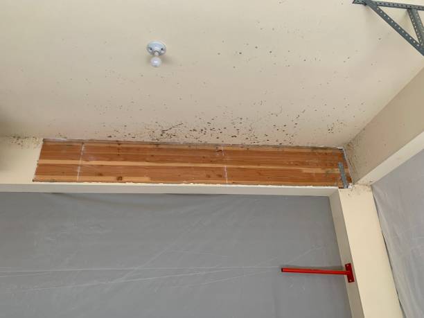 Mold Remediation for Rental Properties in Mccalla, AL
