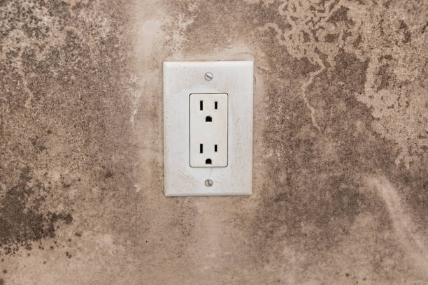 Best Environmental Consulting for Mold Prevention  in Mccla, AL