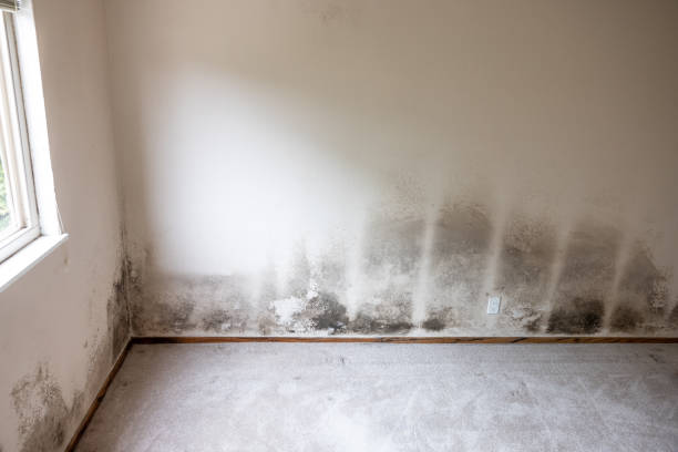 Best Mold Documentation for Insurance Claims  in Mccla, AL