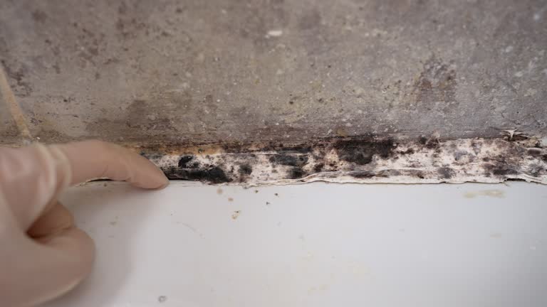 Reliable Mccalla, AL Mold Removal Solutions